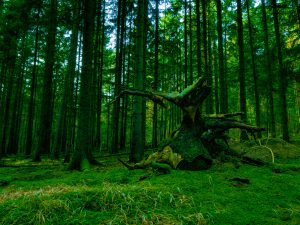 Grüner Wald